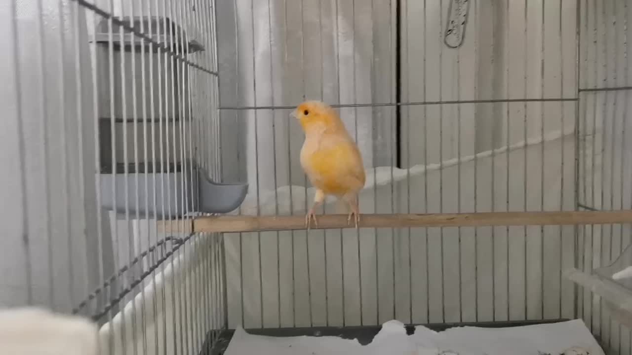 قناری نر ریزه بخون|پرنده|تهران, هفده شهریور|دیوار