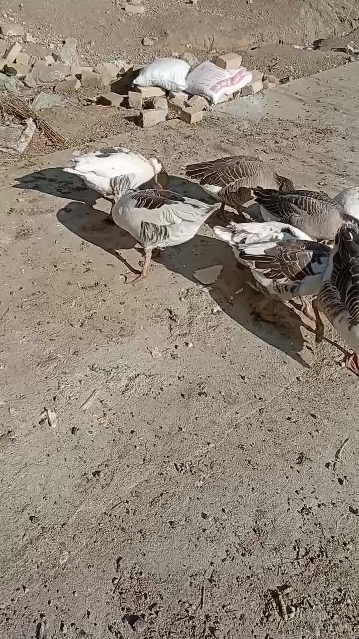 9تا غاز جوان و سالم|حیوانات مزرعه|بروجرد, |دیوار