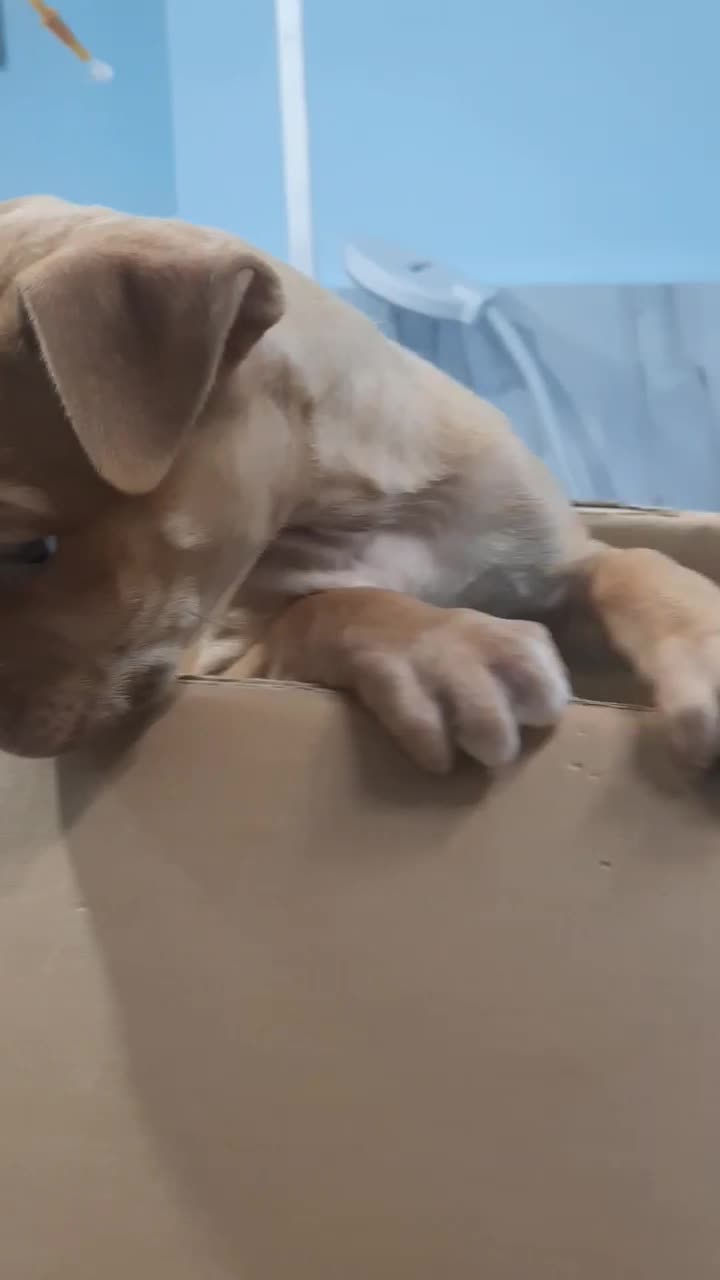 دامپزشک دامپزشکی سگ گربه پرنده زینتی عروس هلندی|خدمات آرایشگری و زیبایی|ارومیه, |دیوار