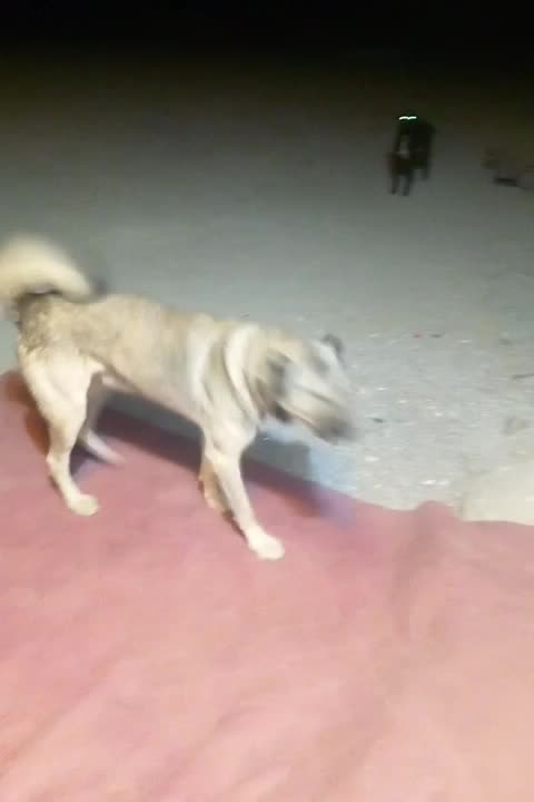 جهت نصل کشی سگ سرابی نر|سگ|جیرفت, |دیوار