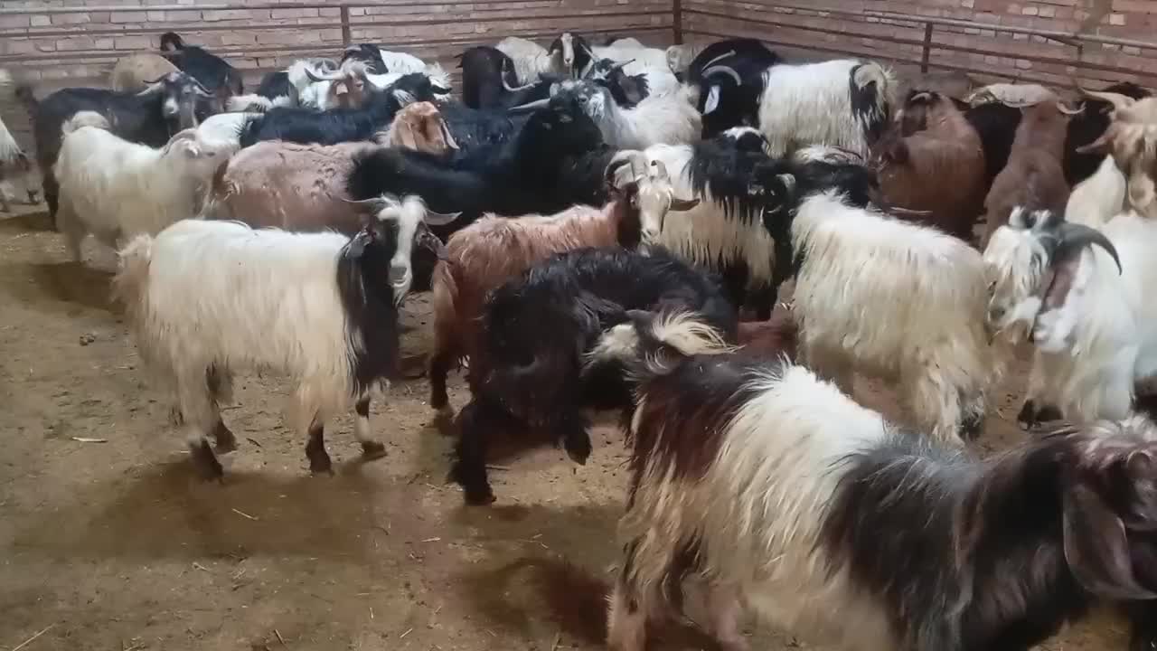 ۲۳۰ عدد بزغاله نر|حیوانات مزرعه|بستان آباد, |دیوار