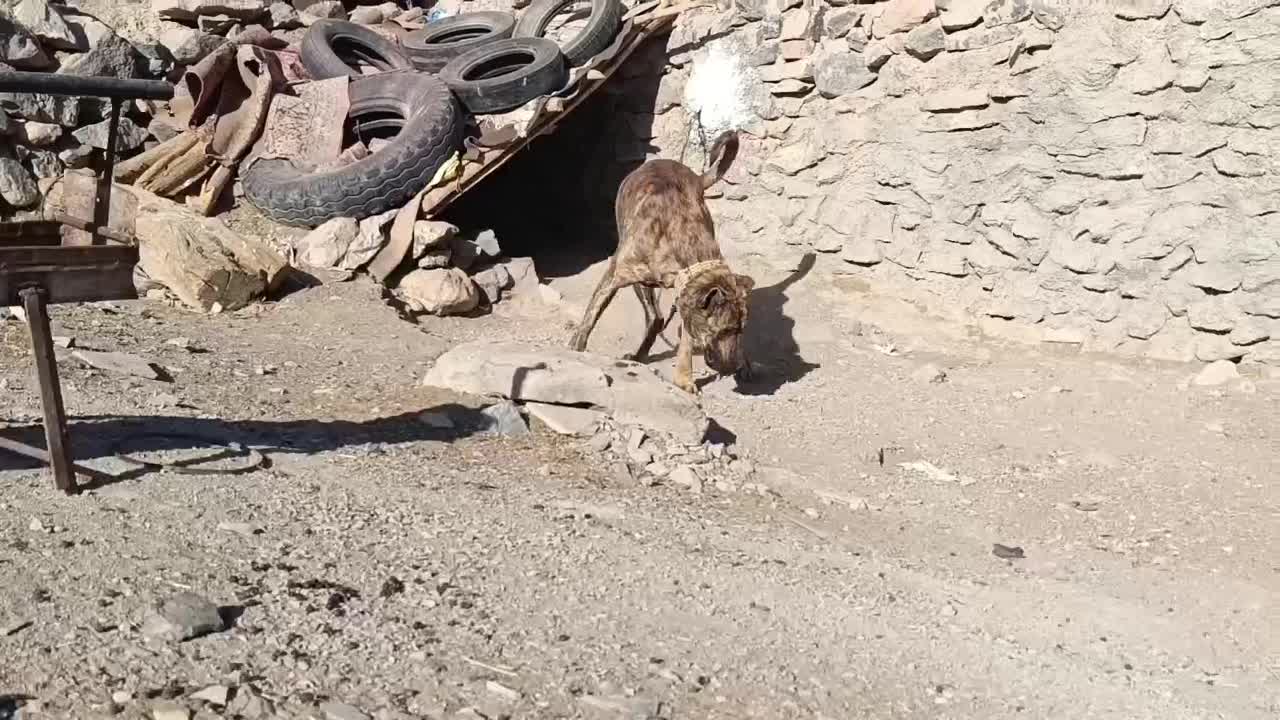 سگ گله|سگ|سلفچگان, |دیوار