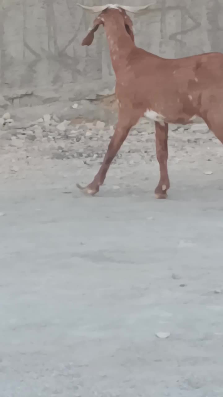 بز دورگ قیمت 8300ت|حیوانات مزرعه|کرمان, |دیوار