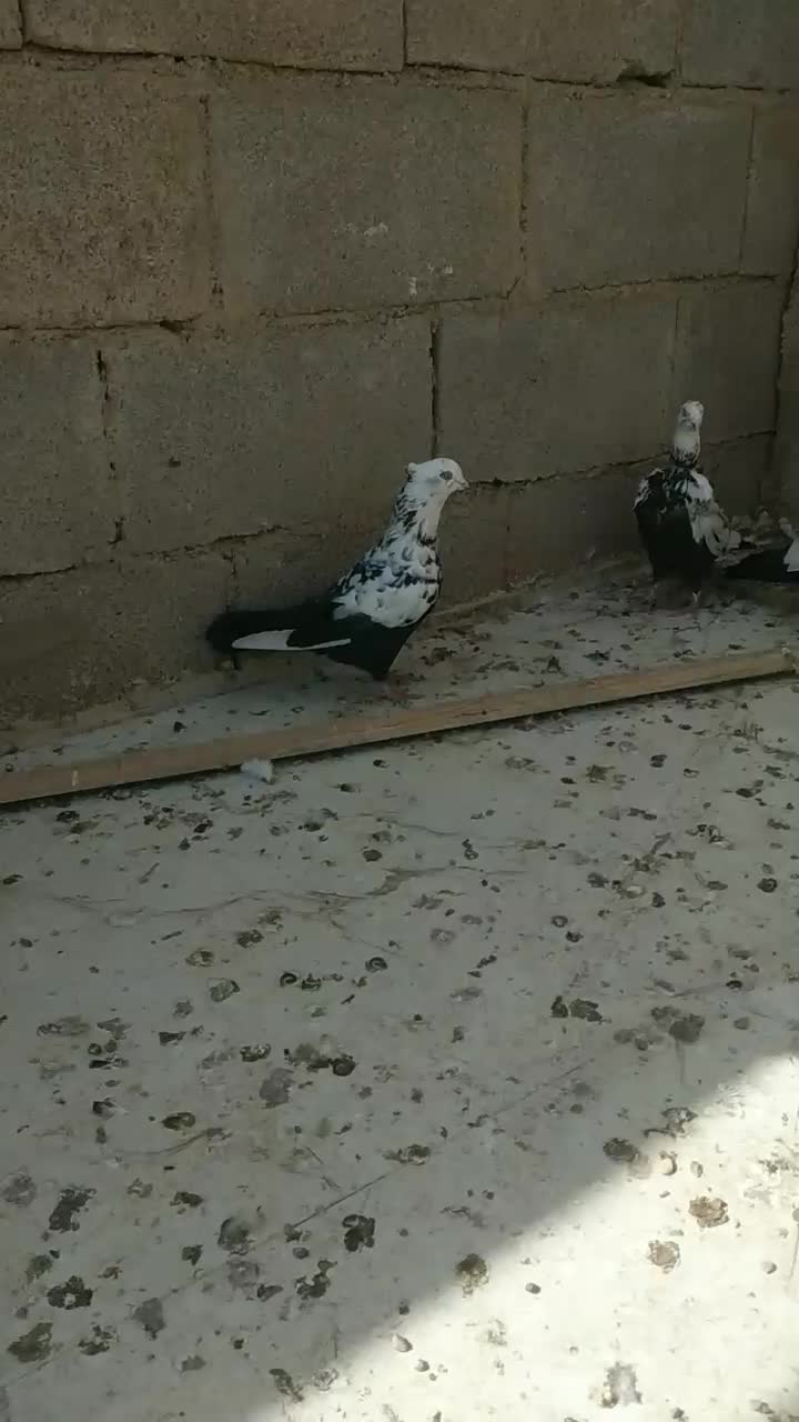 دمبی نر|پرنده|گتوند, |دیوار