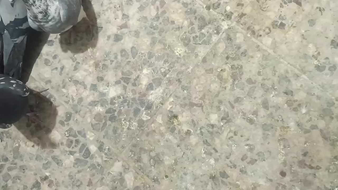 کفتر کوارتبعدی|پرنده|کوار, |دیوار