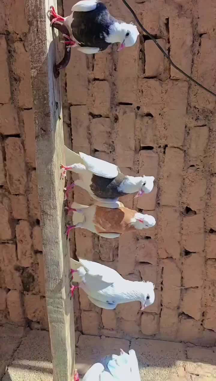 کبوتر طوقی|پرنده|تبریز, |دیوار