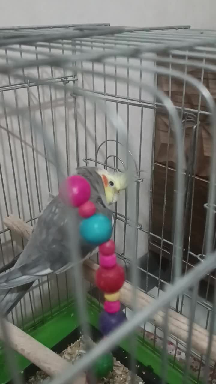 عروس هلندی نر سالم با قفس|پرنده|مشکیندشت, |دیوار