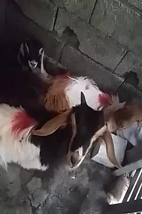 پارس اباد|حیوانات مزرعه|پارس‌آباد, |دیوار