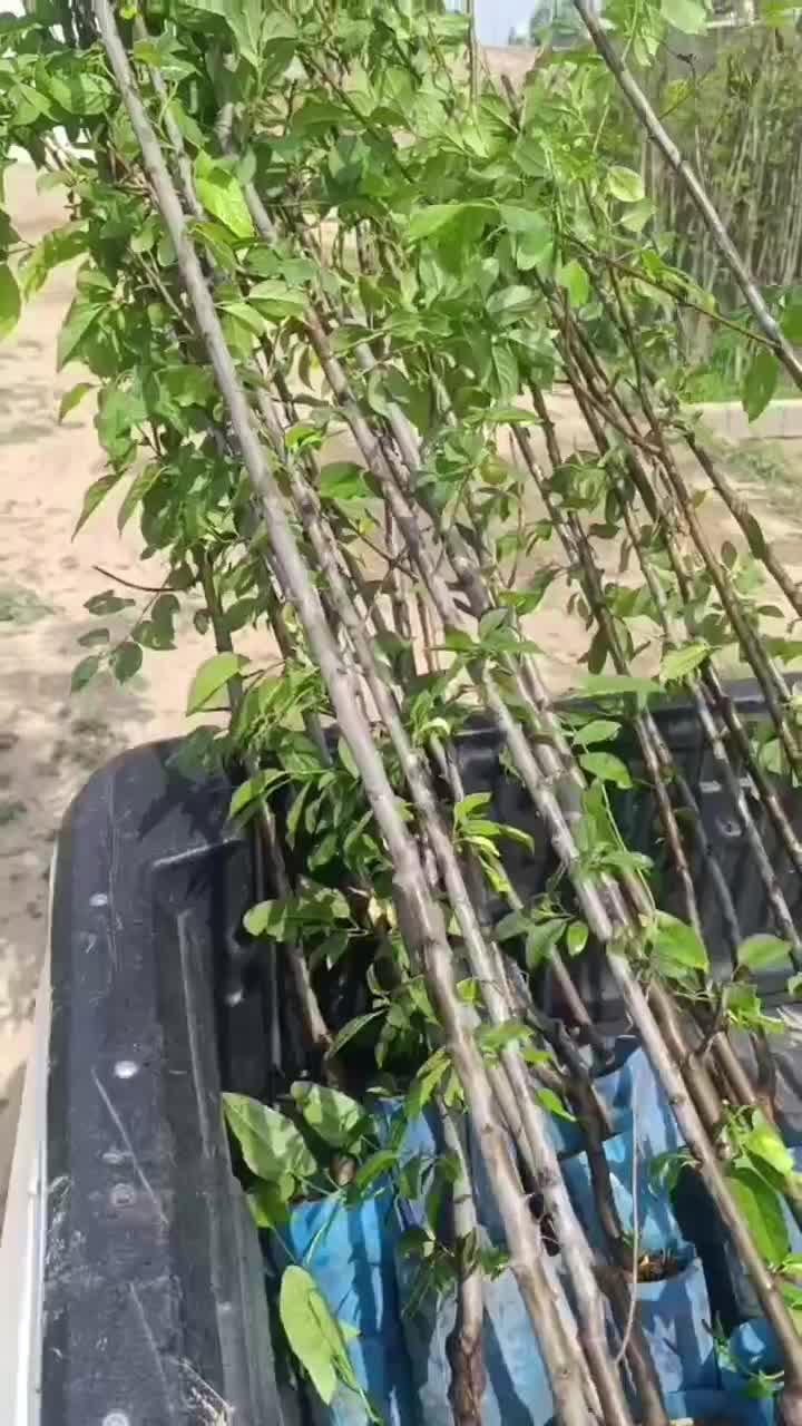 نهال های گوجه سبز و قرمز (چاقاله)گلدانی کاشت الان|خدمات باغبانی و درختکاری|کرمانشاه, |دیوار