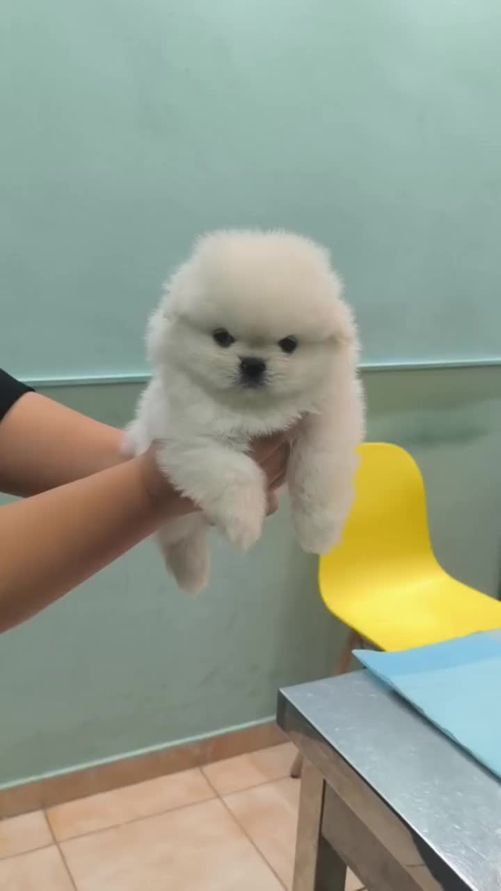 سگ جیبی /// پامرانین خرسی توی پودل عروسکی شیتزوفلت|سگ|تهران, فردوسی|دیوار