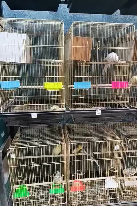 پرنده طوطی مینا قناری کاسکو|پرنده|گلبهار, شهر جدید گلبهار|دیوار