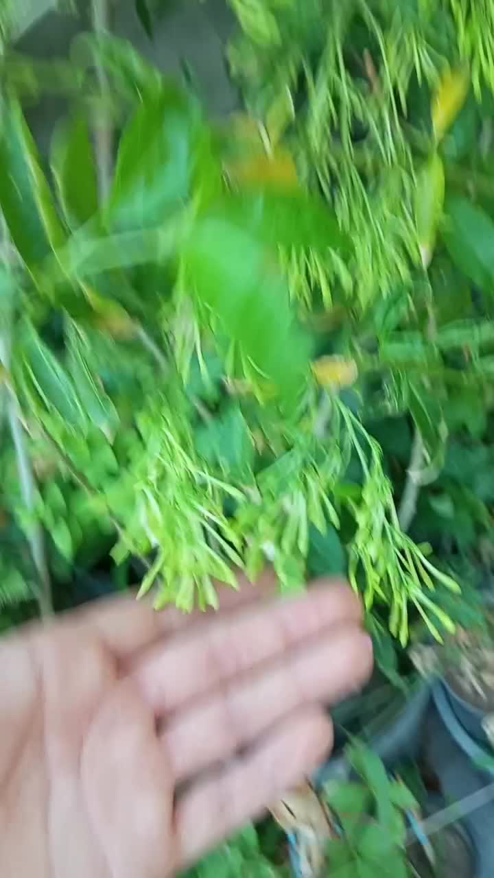 گل محبوبه شب خشبو|گل و گیاه طبیعی|اصفهان, باتون|دیوار