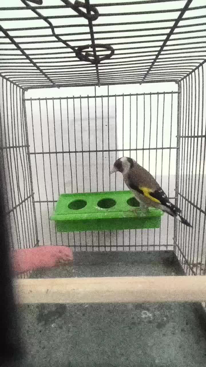 سهره نر|پرنده|صوفیان, |دیوار