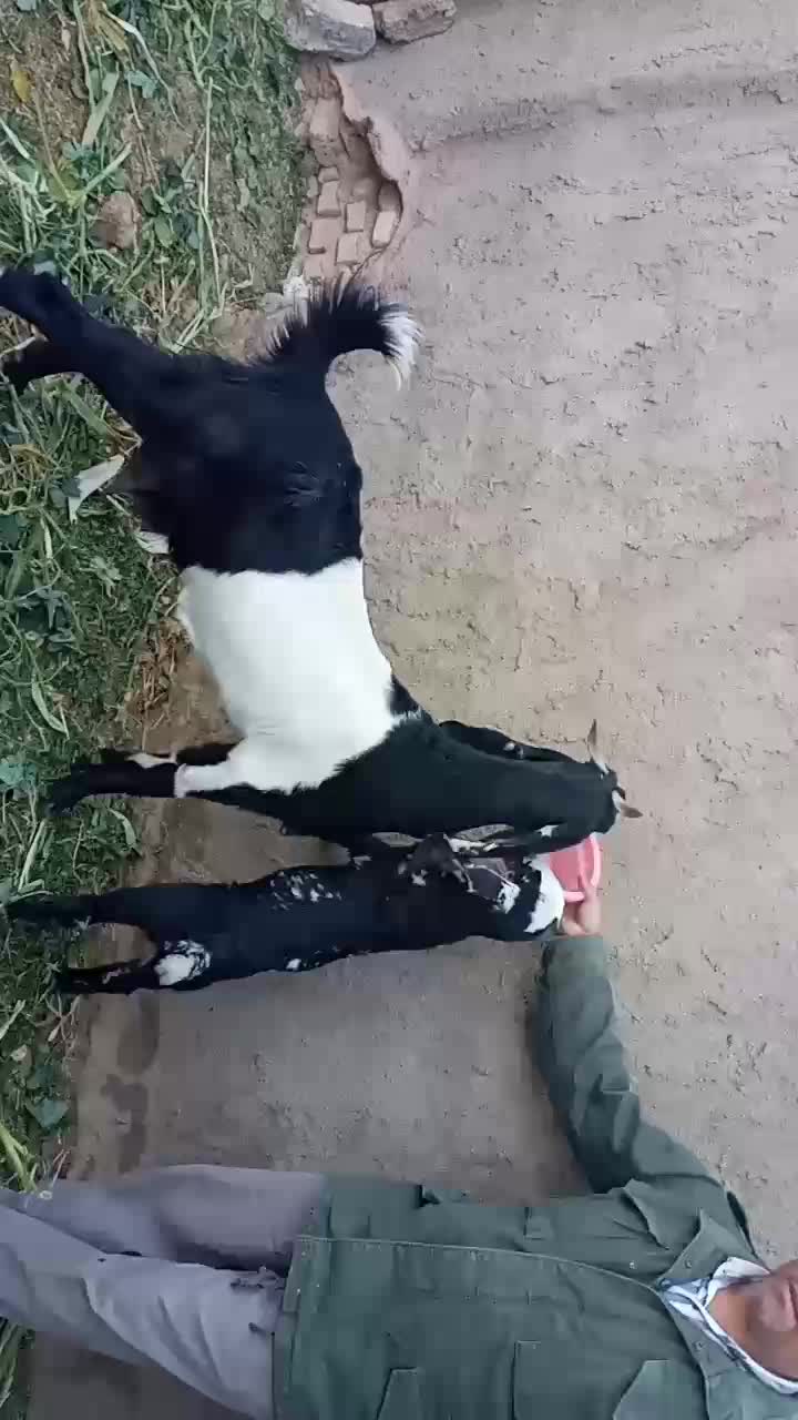 بز با بزغاله|حیوانات مزرعه|طبس, |دیوار