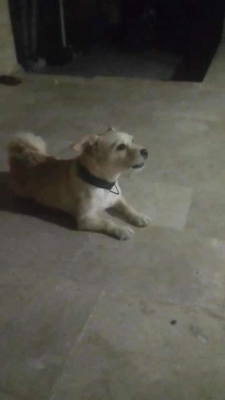 سگ خانگی|سگ|گلپایگان, |دیوار