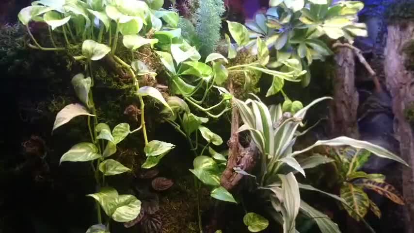 تولید محصولی جدید و بیولوژیک (تراریوم) دیوارسبز|گل و گیاه طبیعی|مشهد, سناباد|دیوار