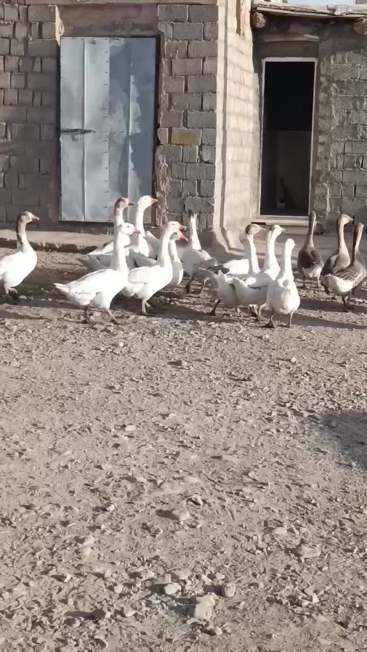 غاز محلی|حیوانات مزرعه|لاجان, |دیوار