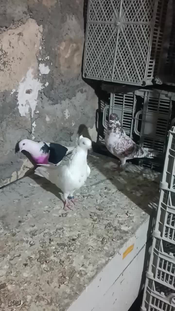 کبوتر|پرنده|نوشین شهر, |دیوار