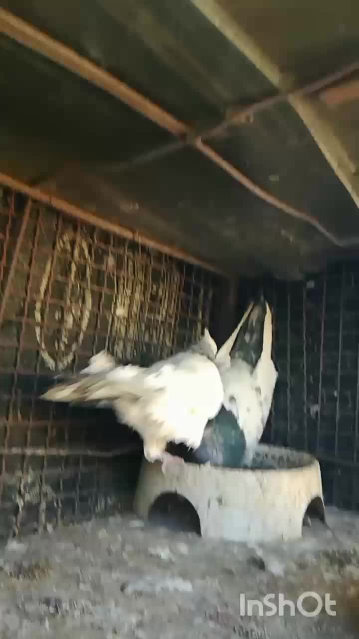 کفتر|پرنده|شیراز, گلشن|دیوار