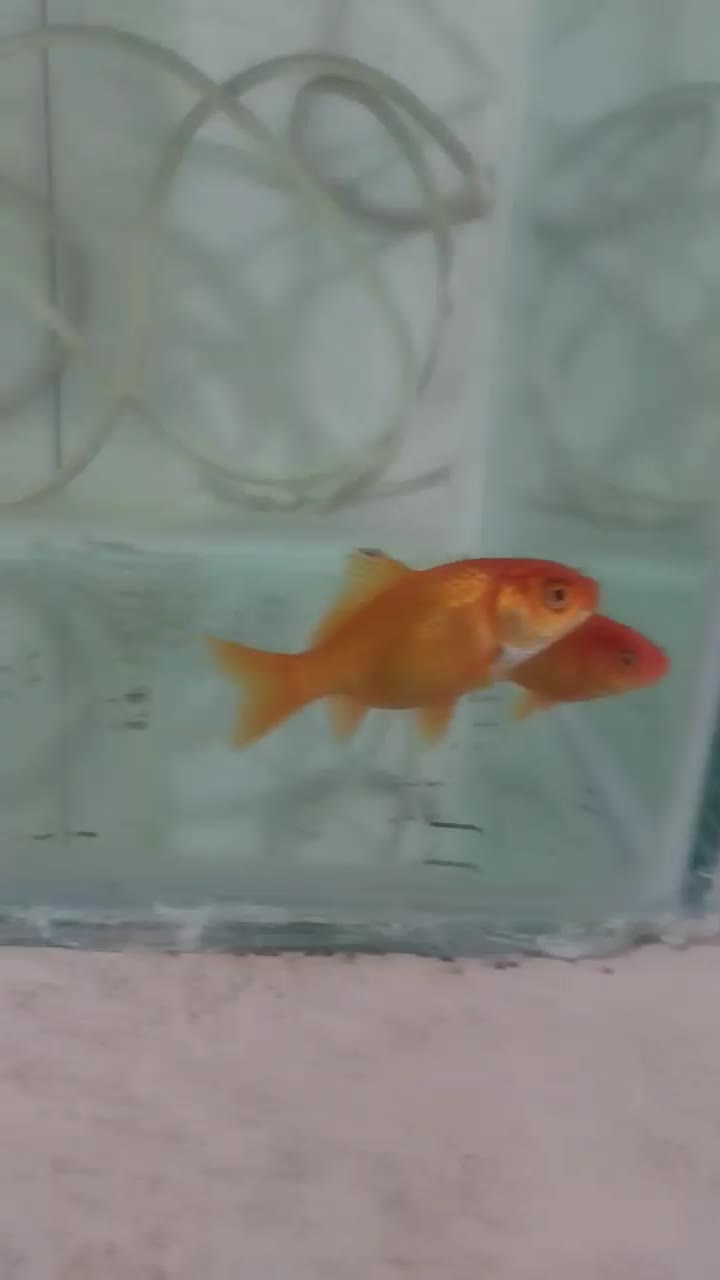 ماهی قرمز مفت|ماهی|مشهد, کارگران|دیوار