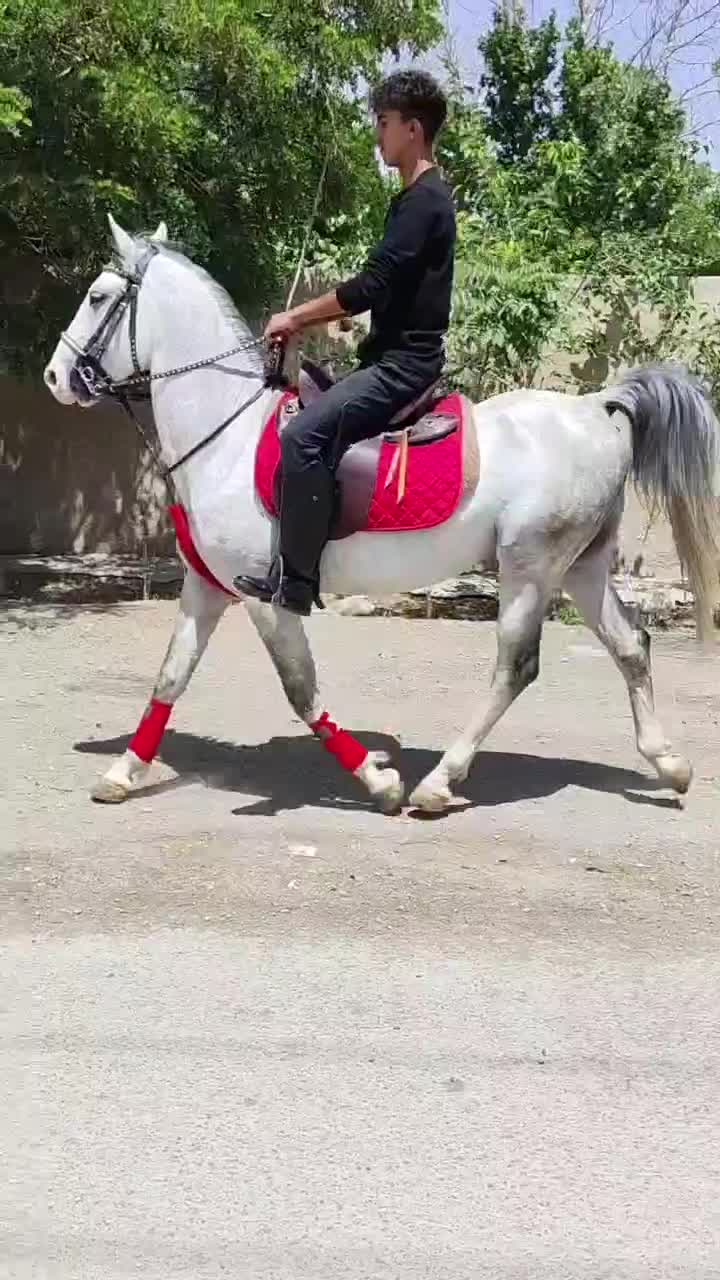 نریان شش به هفت سال شجره دار|اسب و تجهیزات اسب‌سواری|اصفهان, سرشبادران|دیوار