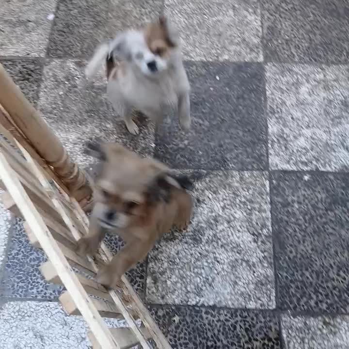 نر و ماده هر کدوم از یه مادر|سگ|گنبد کاووس, |دیوار