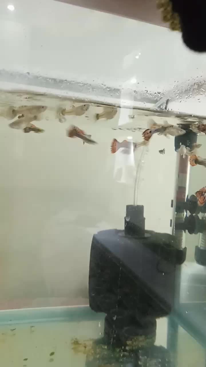 30عدد ماهی گوپی بیگ ایر چمپیون مولد شکم پر|ماهی|تهران, والفجر (افسریه)|دیوار