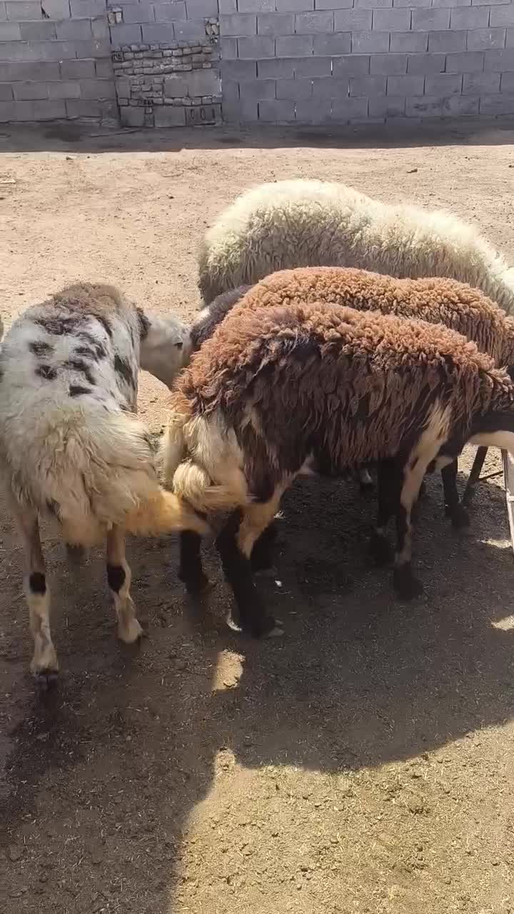 5عدد شیشک قوچ خورده اصل جنس بروجرد|حیوانات مزرعه|سیمین شهر, |دیوار