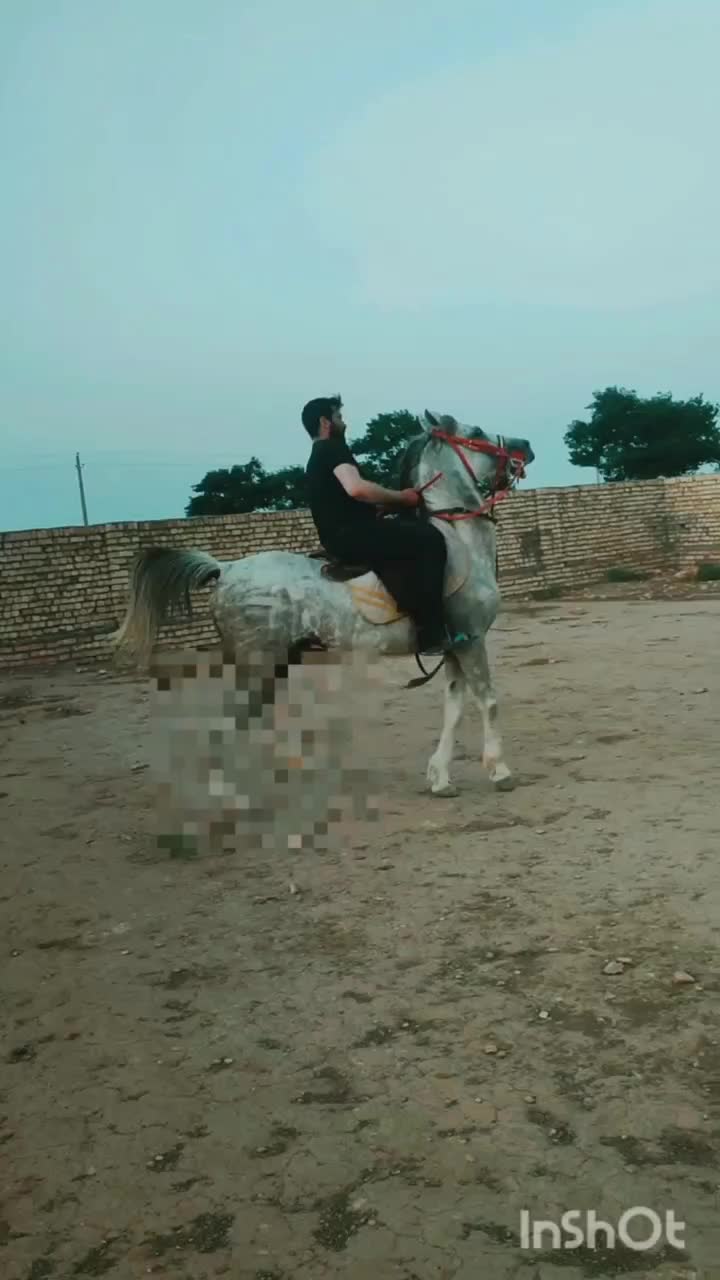 اسب|اسب و تجهیزات اسب‌سواری|قنوات, |دیوار