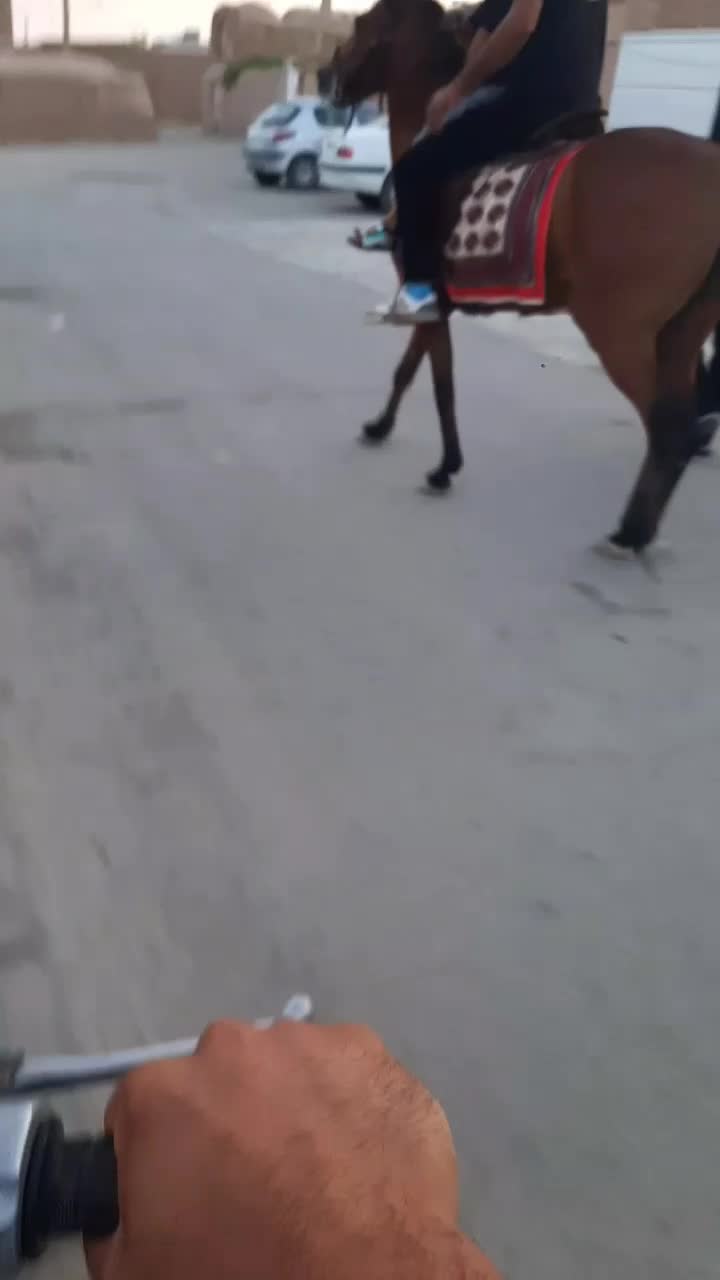 اسب عرب|اسب و تجهیزات اسب‌سواری|سبزوار, کهنه آب|دیوار