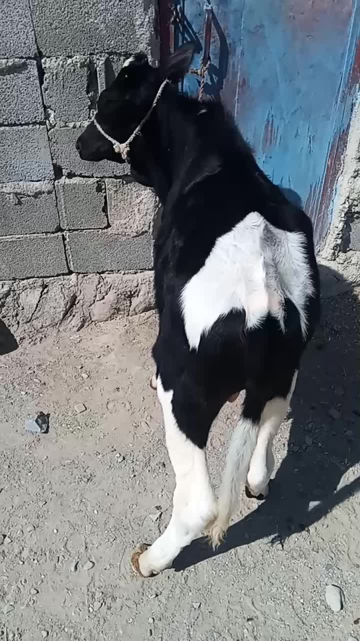 گاو خیلی آرام وگوساله خوش رنگ|حیوانات مزرعه|سیب و سوران, |دیوار