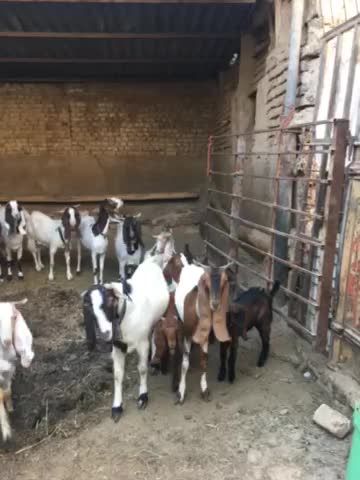 بزپاکستانی وثلاله|حیوانات مزرعه|شهریار, یوسف آباد صیرفی|دیوار