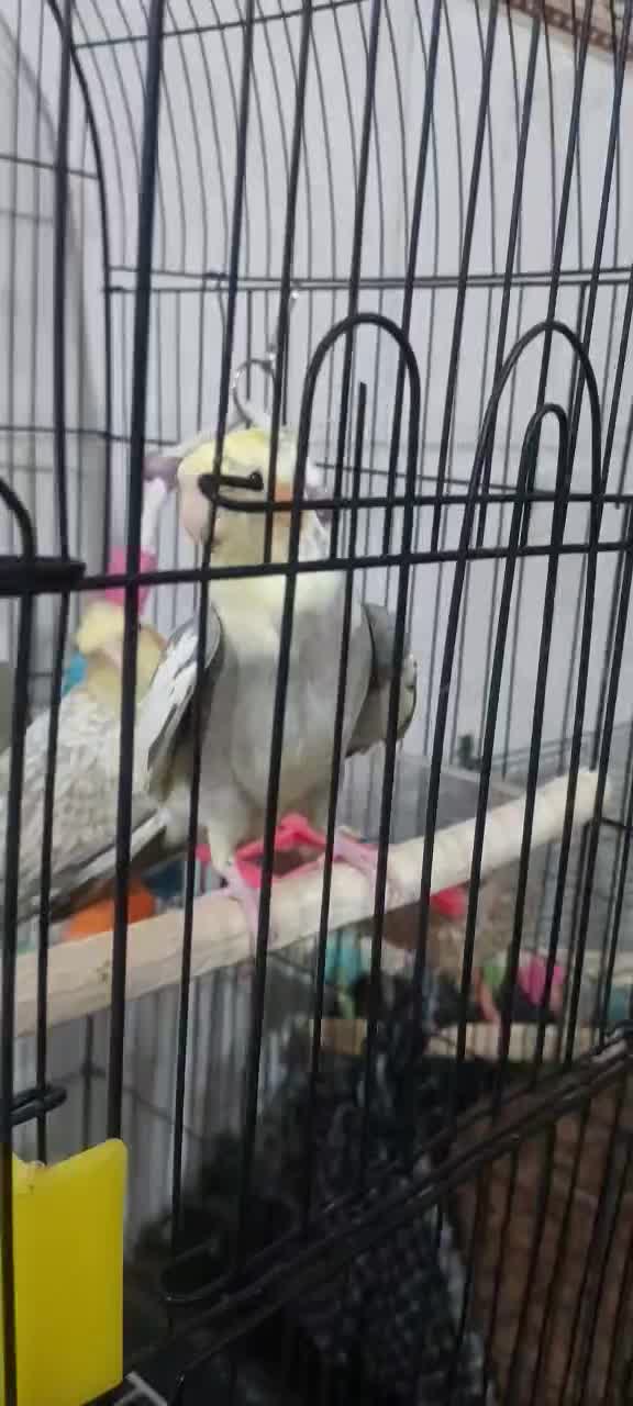 واگذاری عروس هلندی دونیم تاسه ماهه سخنگو|پرنده|کرمان, |دیوار