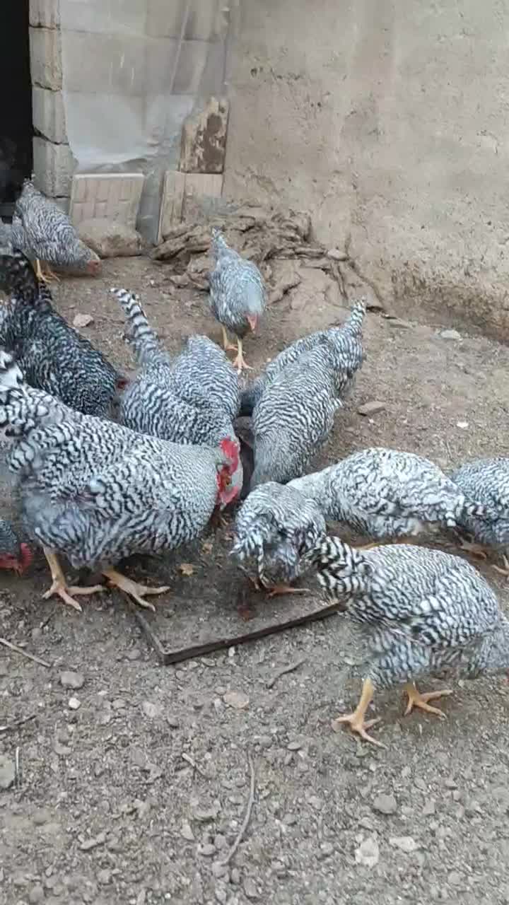 خروس پلیموت اموک|حیوانات مزرعه|باسمنج, |دیوار