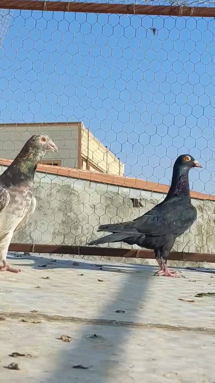 پرنده کبوتر|پرنده|قزوین, |دیوار