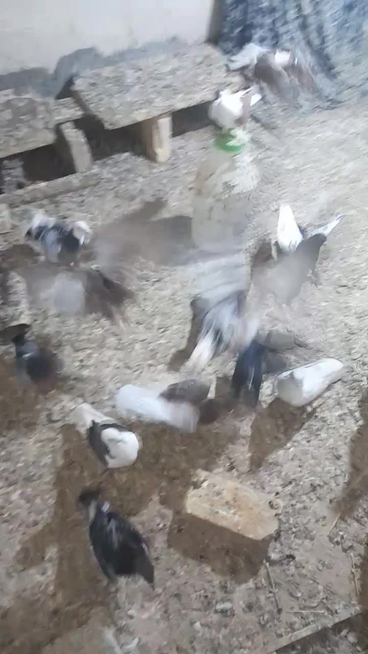 کفتر|پرنده|بجنورد, |دیوار