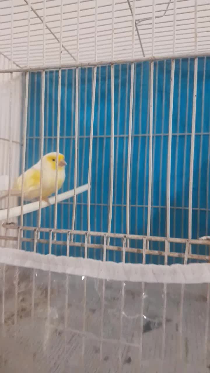 ۶ تا قناری|پرنده|مشهد, شهرک مهر آباد|دیوار