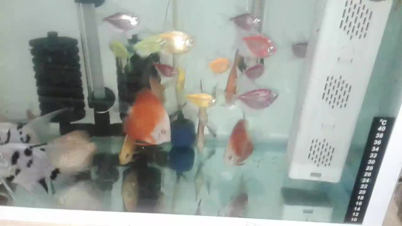 فروش اکواریوم به دلیل نداشتن جا|ماهی|تبریز, |دیوار