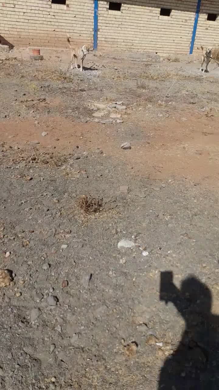 پژدر ۷ ماهه ماده|سگ|الیگودرز, |دیوار