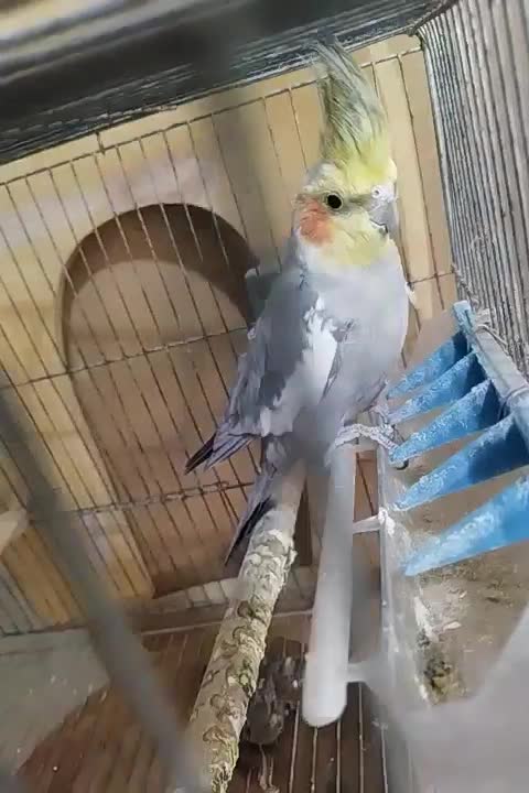 عروس لیتینو وابلق|پرنده|تهران, پرستار|دیوار