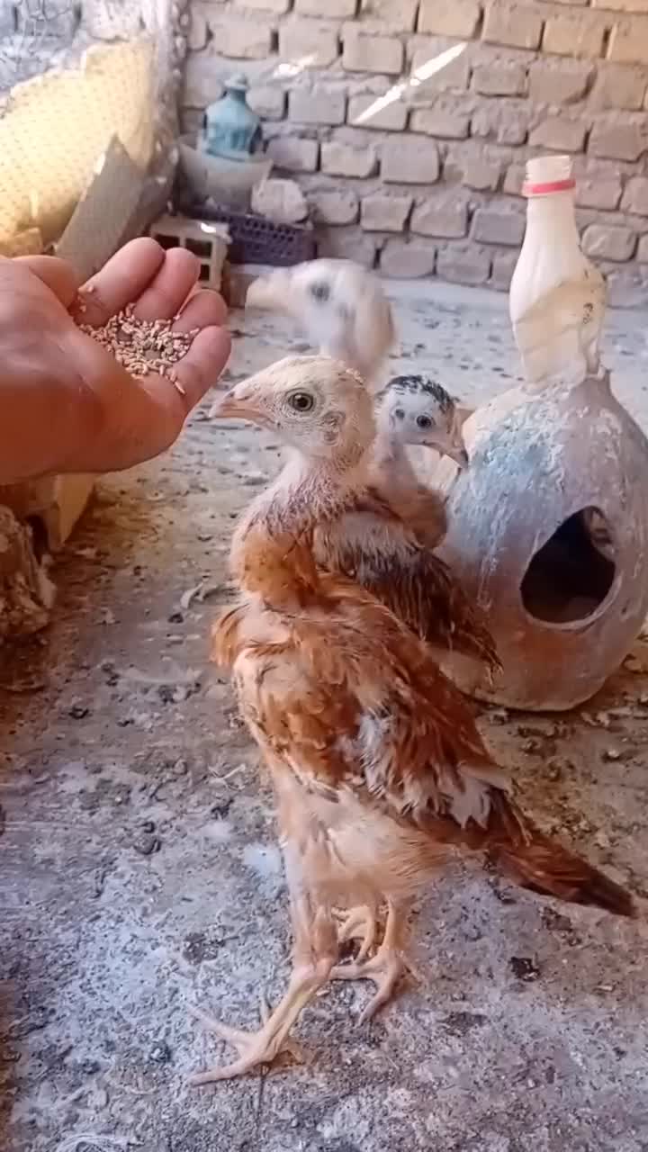 جوجه لاری|حیوانات مزرعه|حمیدیا, |دیوار