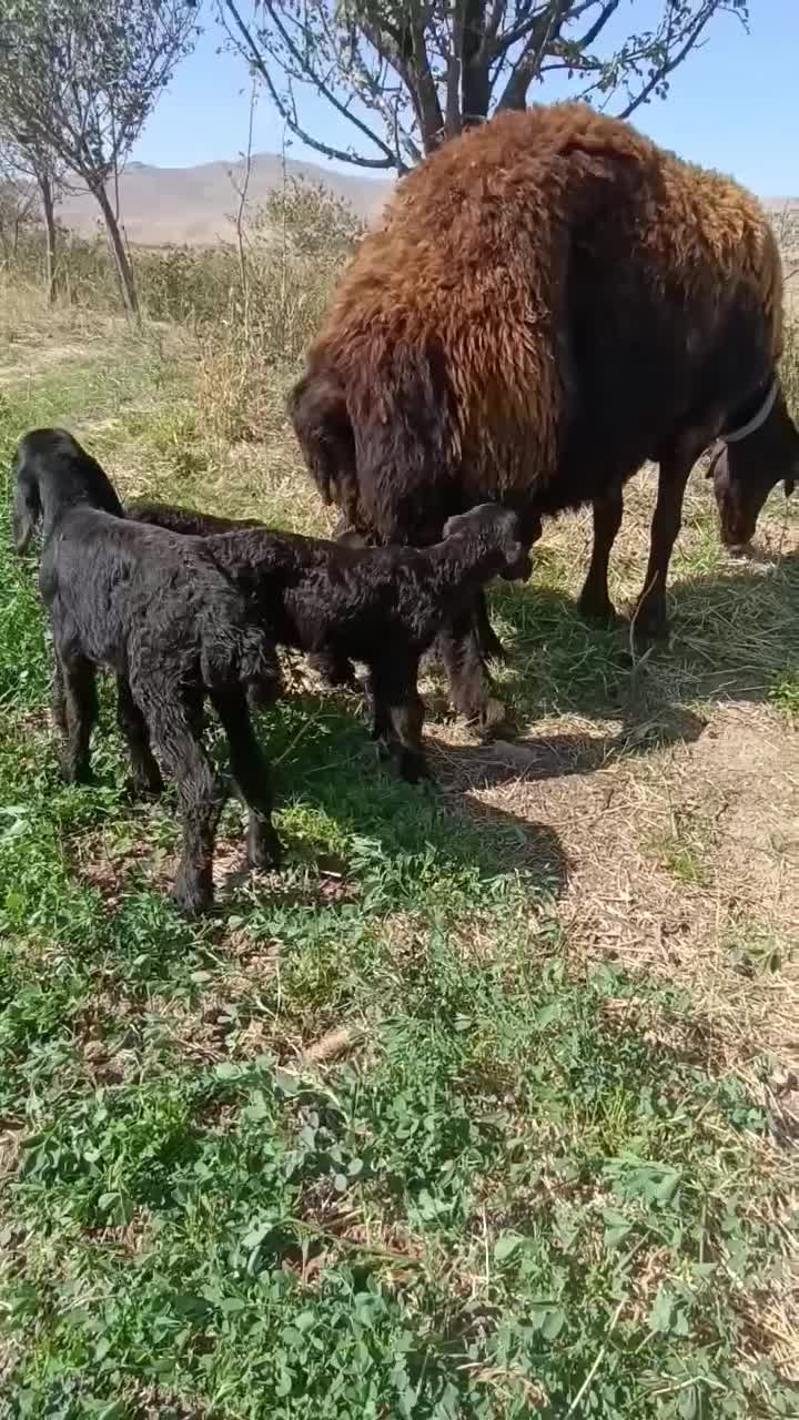 میش هترو|حیوانات مزرعه|ملایر, |دیوار