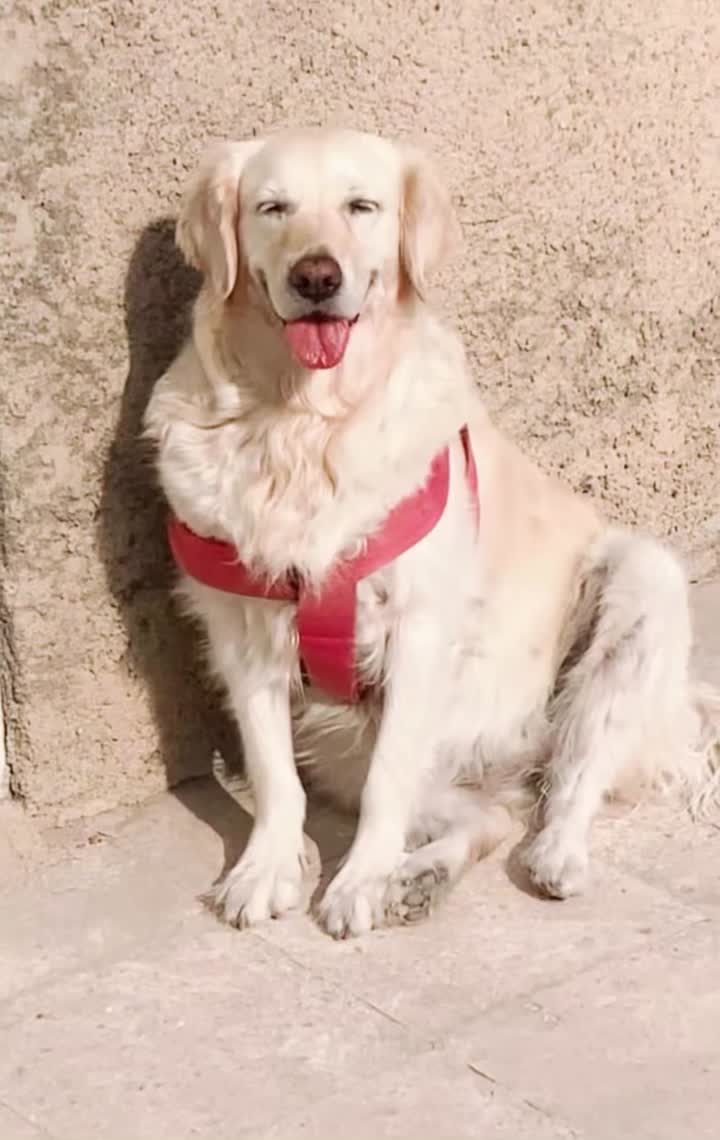 گلدن رتریور|سگ|تهران, زعفرانیه|دیوار