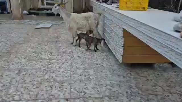 بز، دو قلو زا با کهره نر ماده ،2کهره شیری نر|حیوانات مزرعه|وحدتیه, |دیوار