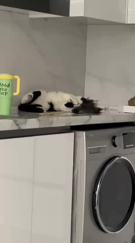 گربه dlh موبلند و دوست داشتنی|گربه|شیراز, چنچنه|دیوار