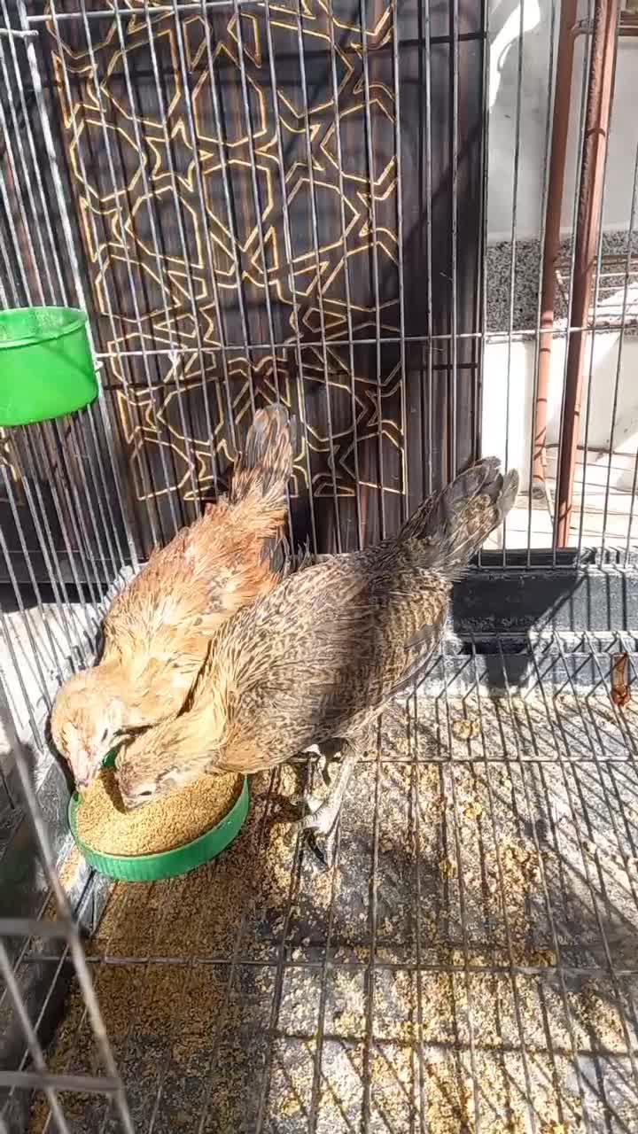 نیمچه مرغ و خروس لری اصیل|حیوانات مزرعه|مبارکه, |دیوار