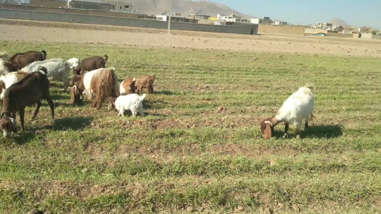 بز  شیری|حیوانات مزرعه|داران, |دیوار