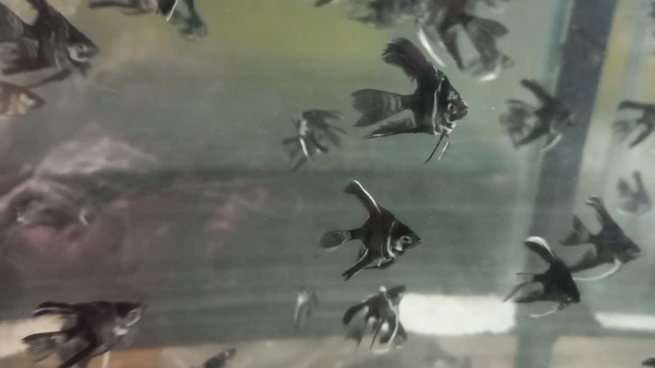 ماهی زینتی|ماهی|بندر ماهشهر, |دیوار