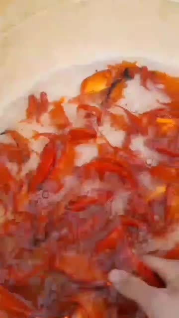 فروش ماهی قرمز تلسکوپی کوی گلفیش|ماهی|سنگر, |دیوار