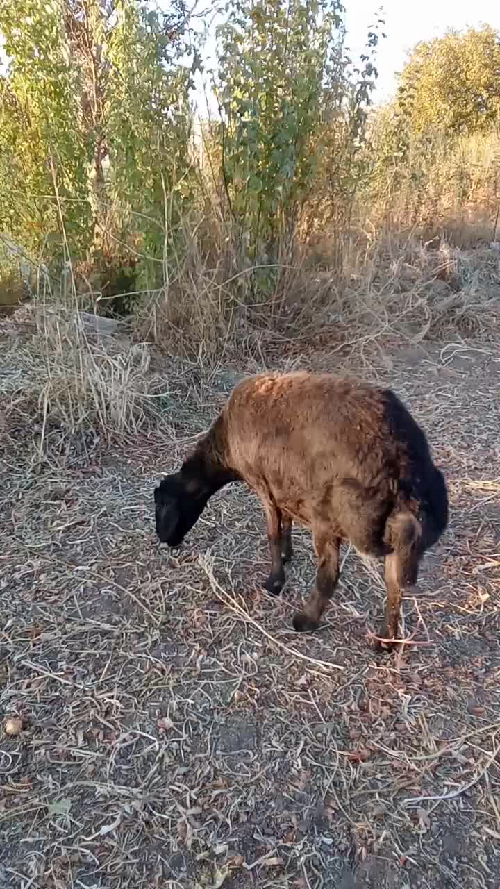 گوسفند شیشک چاق|حیوانات مزرعه|بناب, |دیوار